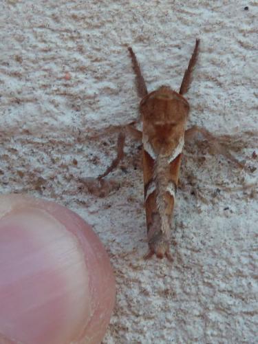Triodia sylvina