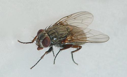 Réf. 136 763 : Muscina stabulans