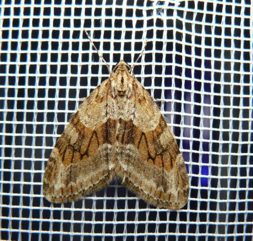 Réf. 136 769 : Trichopteryx polycommata