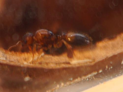 Temnothorax nylanderi