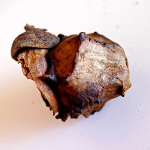 Andricus quercuscalicis