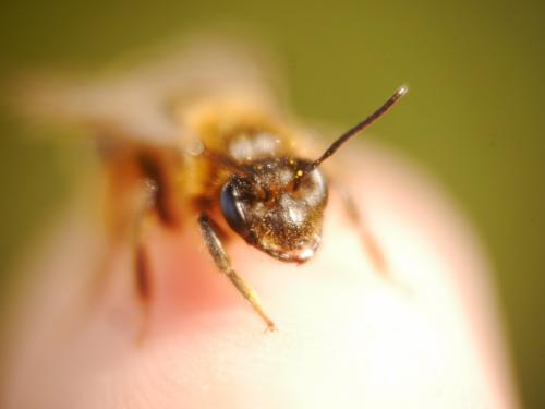 Andrena sp.