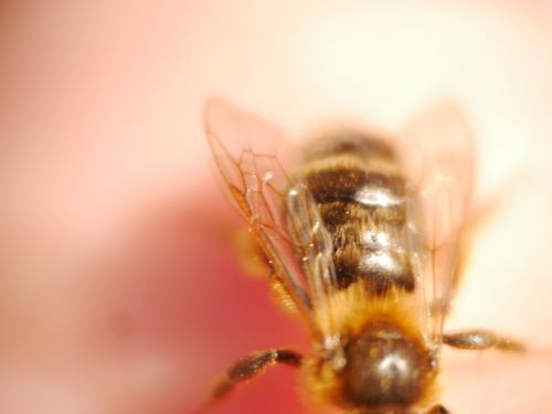 Andrena sp.