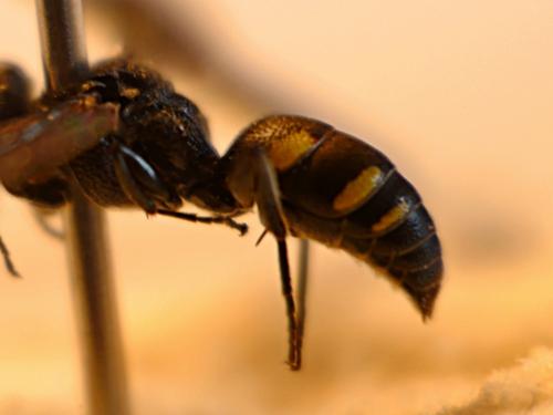 Nysson trimaculatus