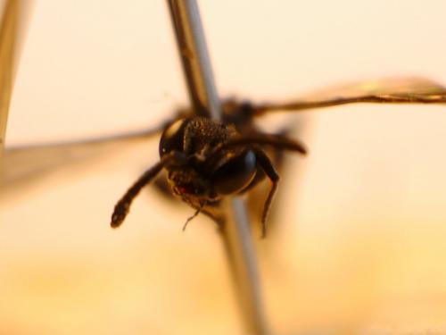 Nysson trimaculatus