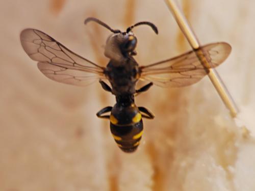 Nysson trimaculatus