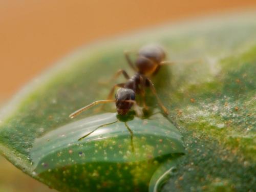 Réf. 136 691 : Lasius sp.