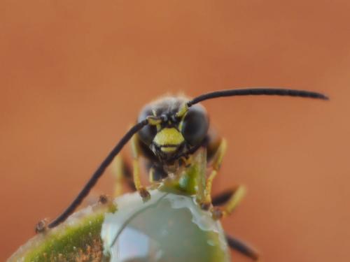 Réf. 136 727 : Gorytes laticinctus