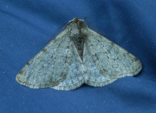 Phigalia pilosaria