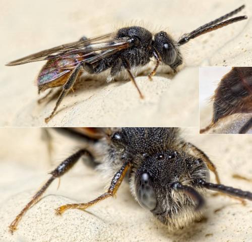 Nomada sp.