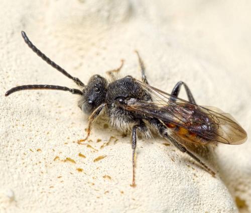 Nomada sp.