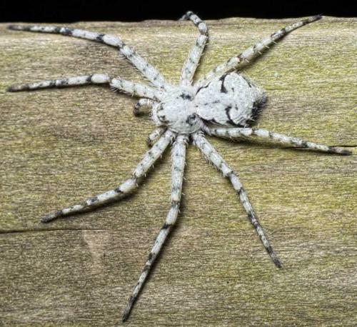 Philodromus margaritatus