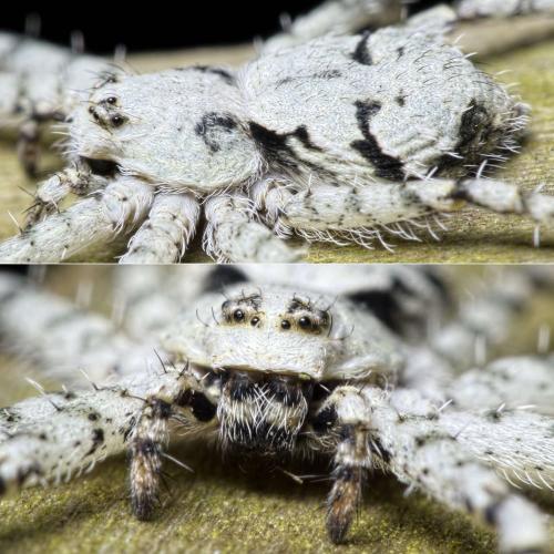 Réf. 136 638 : Philodromus margaritatus