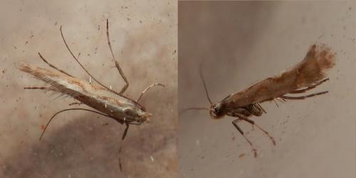 Réf. 136 710 : Calybites phasianipennella
