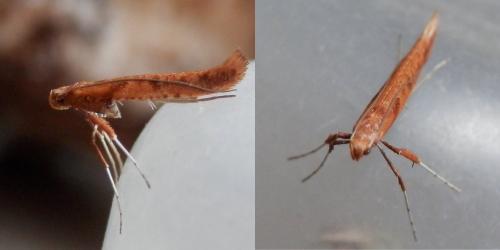 Réf. 136 709 : Caloptilia betulicola