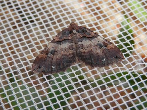 Earophila badiata