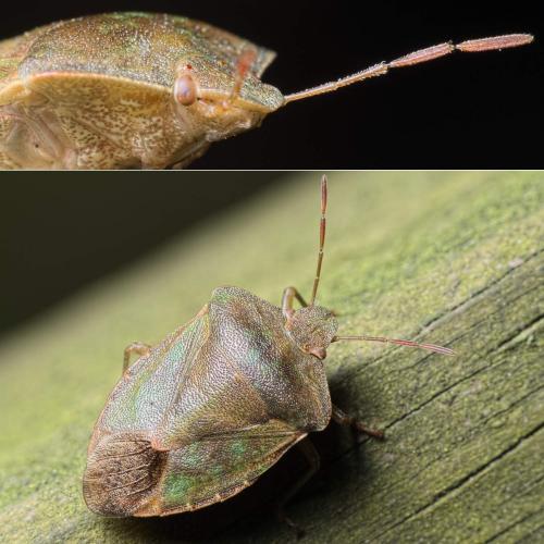 Palomena prasina