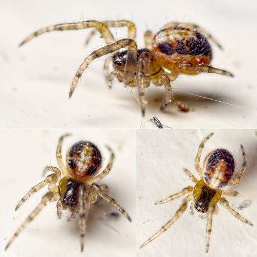 Zygiella sp.