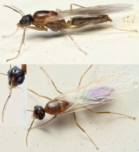 Réf. 136 544 : Colobopsis truncata