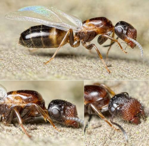Réf. 136 254 : Colobopsis truncata
