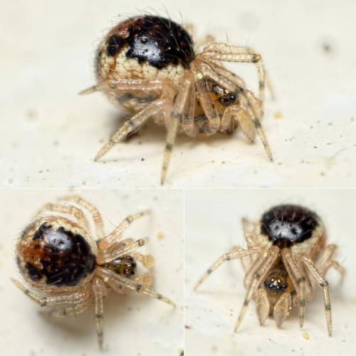 Sardinidion blackwalli