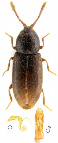 Réf. 136 010 : Atomaria linearis