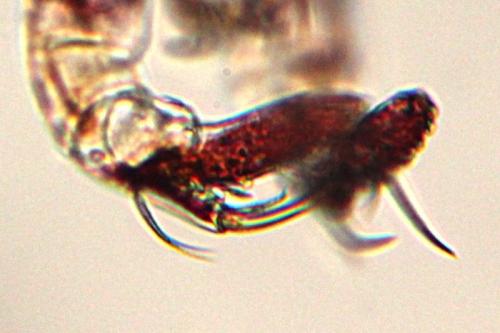 Erythracarus pyrrholeucus
