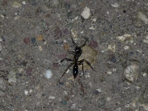 Dinoponera sp.