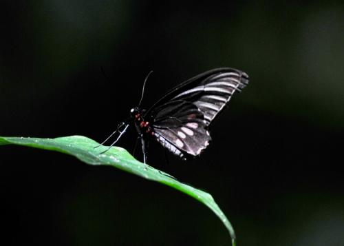 Parides sp.