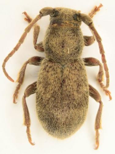 Parmena solieri