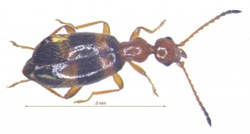 Clavicomus optabilis