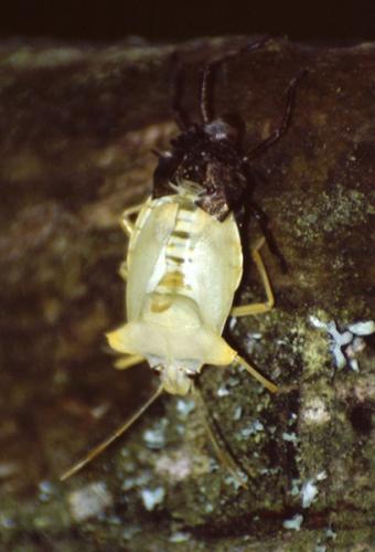 Réf. 136 459 : Pentatoma rufipes