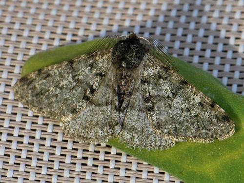 Réf. 136 566 : Phigalia pilosaria
