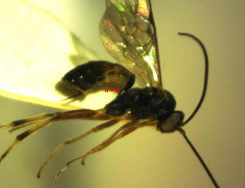 Phobocampe bicingulata