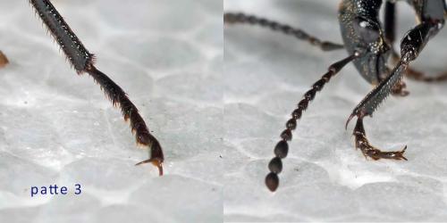 Phosphuga atrata