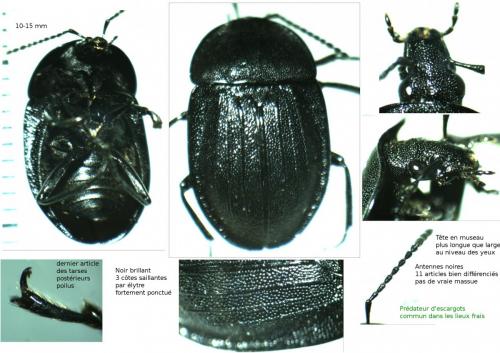 Phosphuga atrata