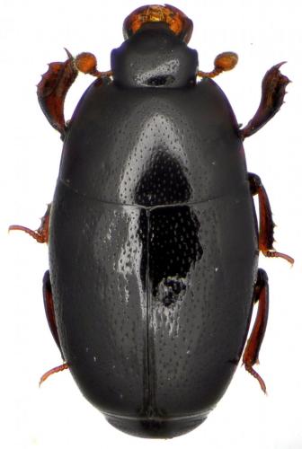 Réf. 136 239 : Paromalus flavicornis