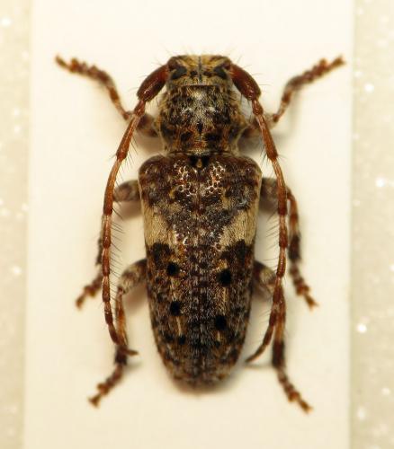 Réf. 136 492 : Pogonocherus fasciculatus