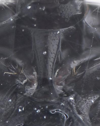 Réf. 136 352 : Saprinus semistriatus