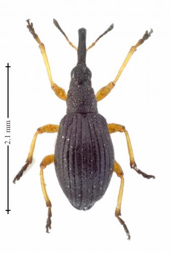 Protapion fulvipes