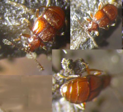 Brachygluta sp.