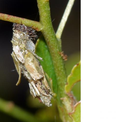 Réf. 136 229 : Canephora hirsuta