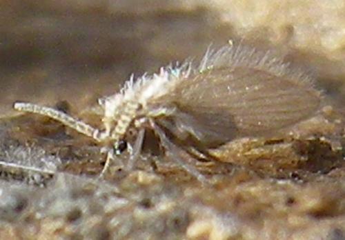 Psychoda sp.