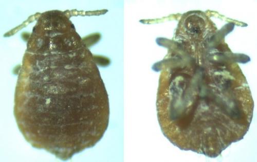 Trama sp.