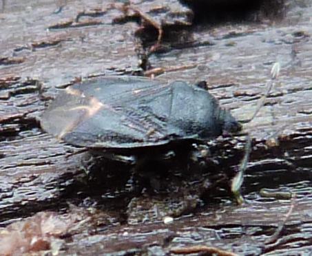 Drymus sp.