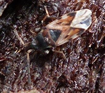 Scolopostethus sp.