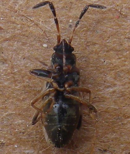 Réf. 136 223 : Scolopostethus sp.