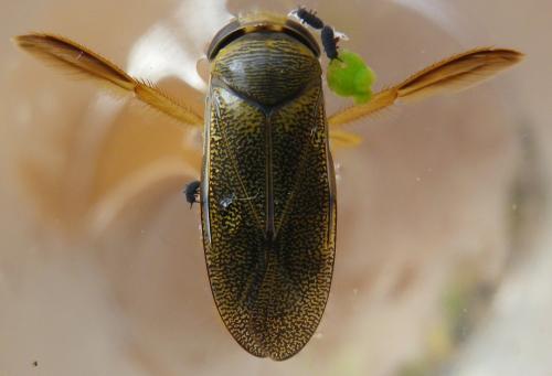 Corixa punctata
