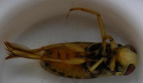 Corixa punctata