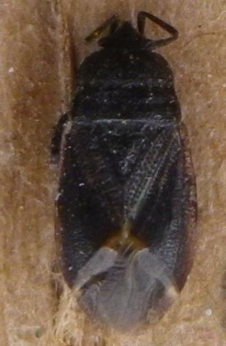 Drymus sp.